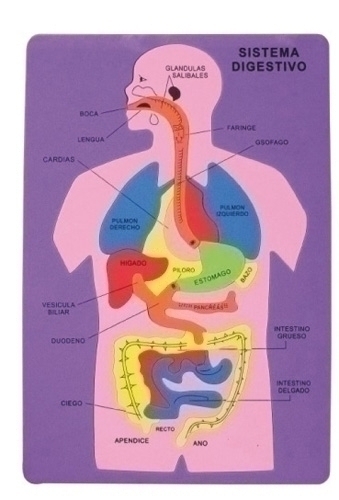 FIXO - GOMA EVA PUZZLE 26x36 cm. SISTEMA DIGESTIVO (Ref.5025/68002900)